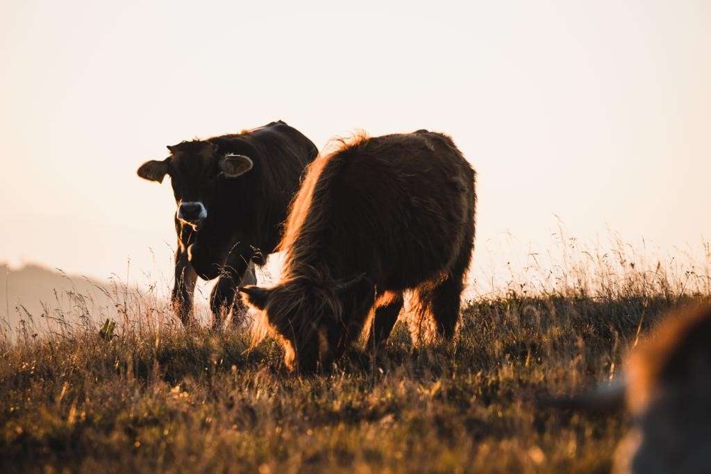 Ein warmes Bild mit zwei Kühen die im Abendrot auf einer Weide grasen und essen